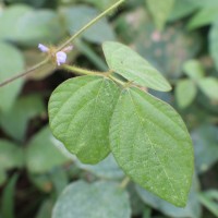 Calopogonium mucunoides Desv.